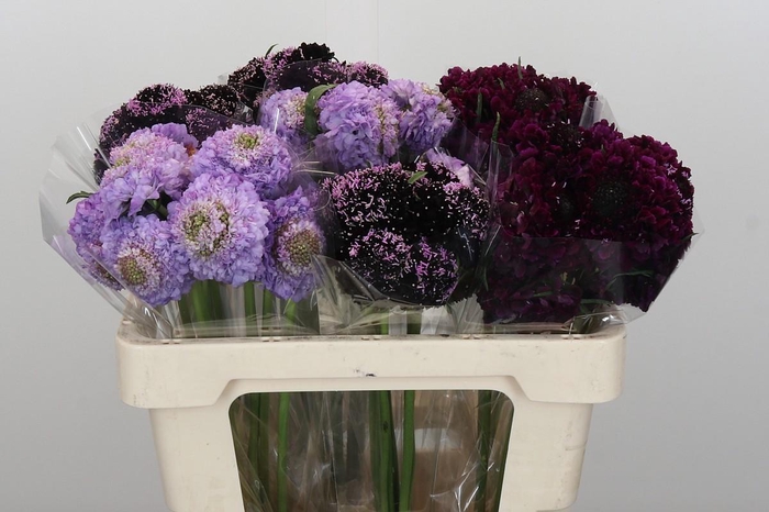 <h4>Scabiosa At Mix in blik</h4>