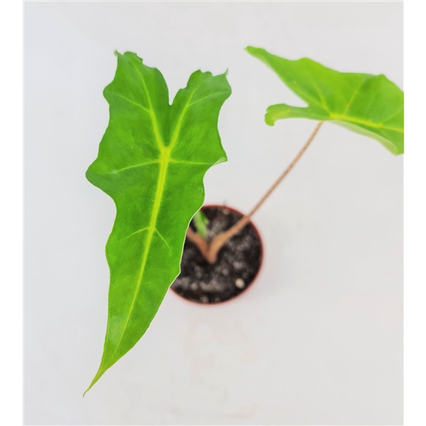 <h4>Alocasia Golden Dragon</h4>