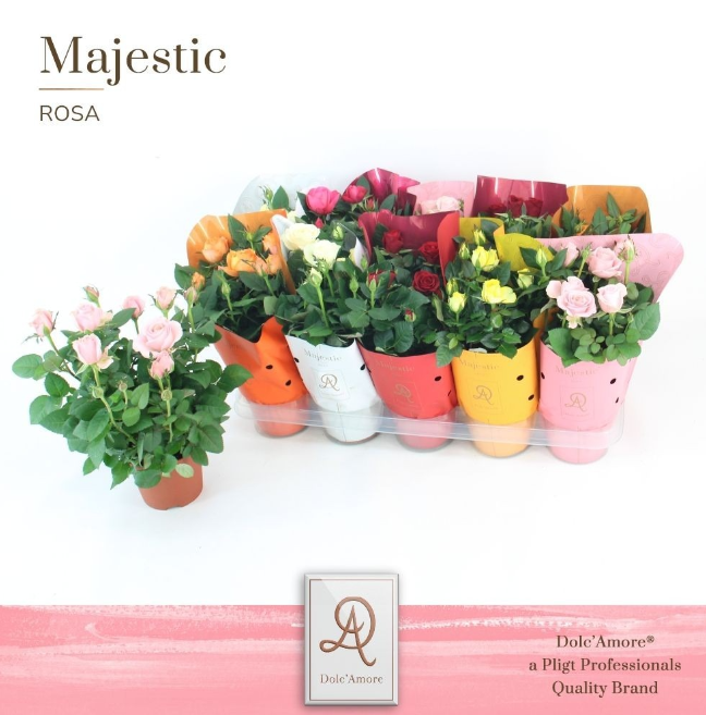 <h4>Rosa Amorosa gemengd</h4>
