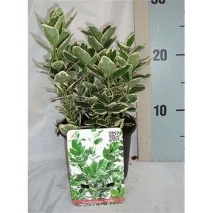 Euonymus Japonicus 'Kathy'