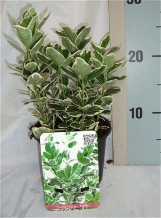 <h4>Euonymus japonicus 'Kathy'</h4>