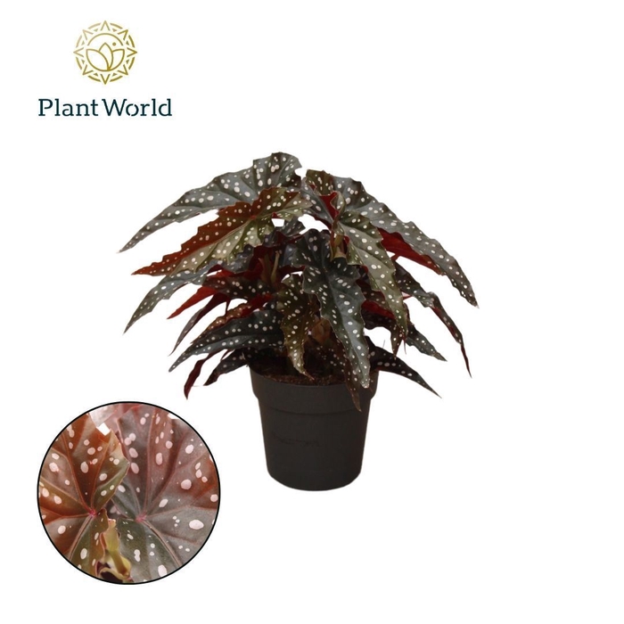 Begonia maculata Black Forest