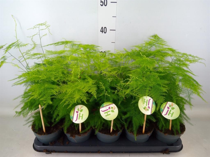 <h4>Asparagus setaceus</h4>