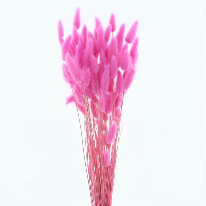 <h4>Dried Lagurus Bleached Light Cerise Bs</h4>