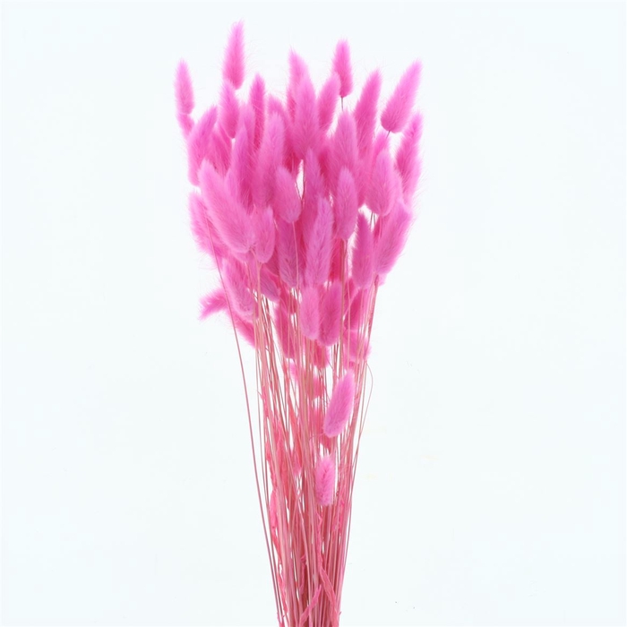 <h4>Dried Lagurus Bleached Light Cerise Bs</h4>