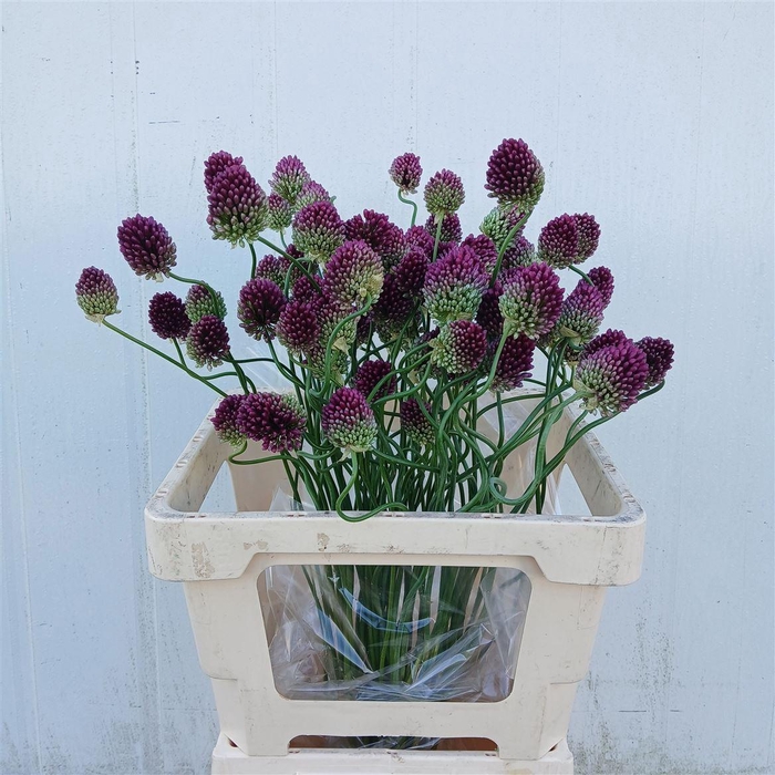 <h4>Allium Ov Crazy</h4>