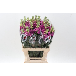 Matth Iron Rose Pink