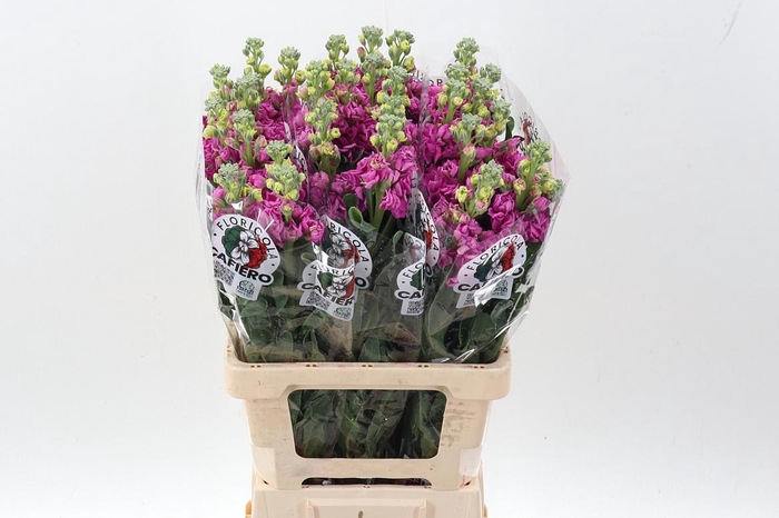 <h4>Matth Iron Rose Pink</h4>