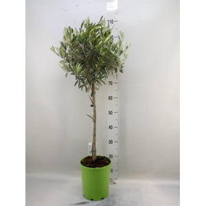 Olea europaea