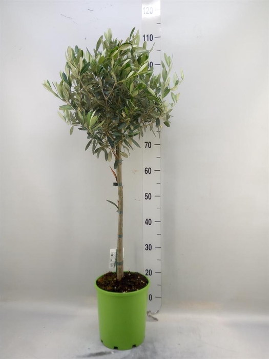 <h4>Olea europaea</h4>