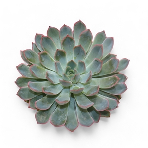 Echeveria Pink Edge Cutflower Wincx-12cm