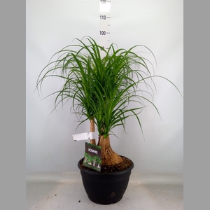 Beaucarnea recurvata