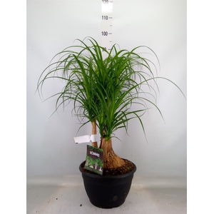 Beaucarnea recurvata