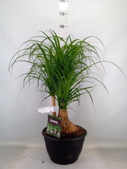 <h4>Beaucarnea recurvata</h4>
