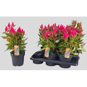 CEL PL KEL FIRE PINK