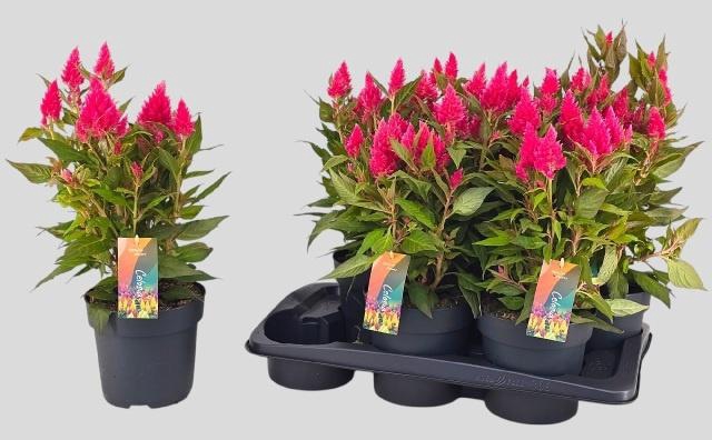 <h4>CEL PL KEL FIRE PINK</h4>