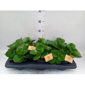 Peperomia obt. 'Green Gold'