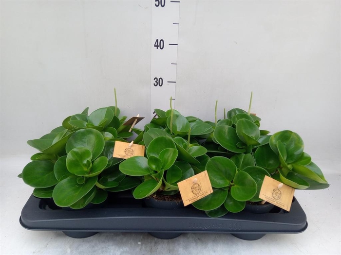 <h4>Peperomia obt. 'Green Gold'</h4>