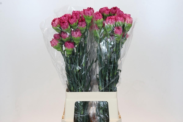 <h4>Dianthus St Bernard</h4>