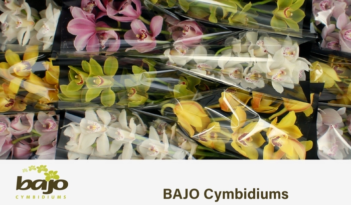 <h4>CYMB T GEM</h4>