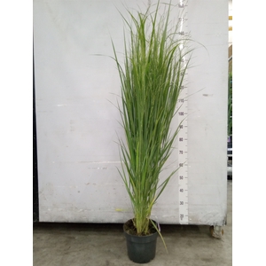 Panicum virgatum