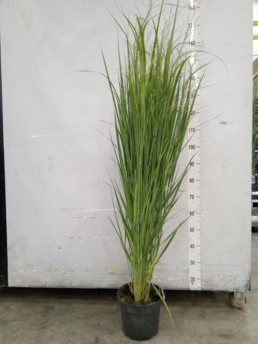 <h4>Panicum virgatum</h4>