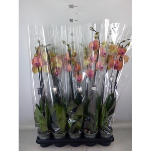 Phalaenopsis  'Golden Leopard'