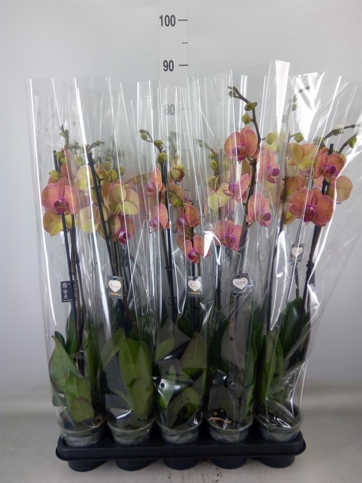 <h4>Phalaenopsis  'Golden Leopard'</h4>