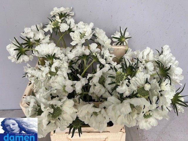 <h4>SCAB C ANNABELLE</h4>