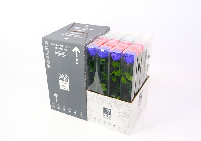 <h4>Rosa Preserved Stem 50cm Rainbow Happy Mix</h4>