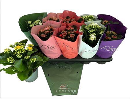 <h4>Kal Ge Gem Potm 12cm</h4>