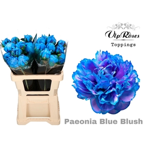 PAEONIA  BLUE BLUSH x 20