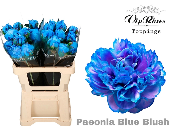 <h4>PAEONIA  BLUE BLUSH x 20</h4>