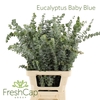 Eucalyptus Baby Blue (300 Gram Bunch)