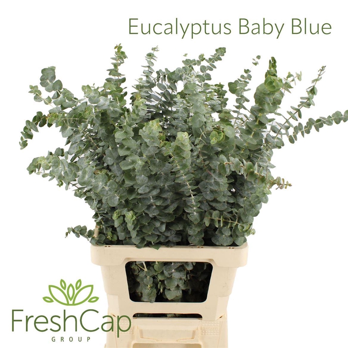 Eucalyptus Baby Blue (300 Gram Bunch)