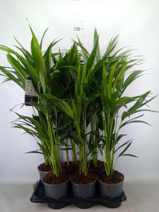 <h4>Howea forsteriana</h4>