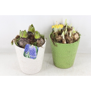 arr4 Bollenmix MB - Ker. pot groen/wit x6