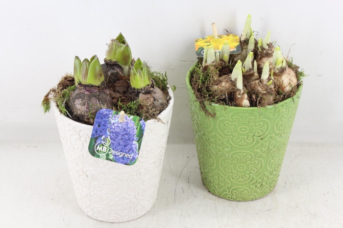 <h4>arr4 Bollenmix MB - Ker. pot groen/wit x6</h4>