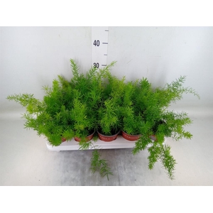 Asparagus dens. 'Sprengeri'