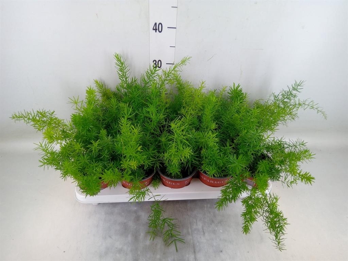 <h4>Asparagus dens. 'Sprengeri'</h4>