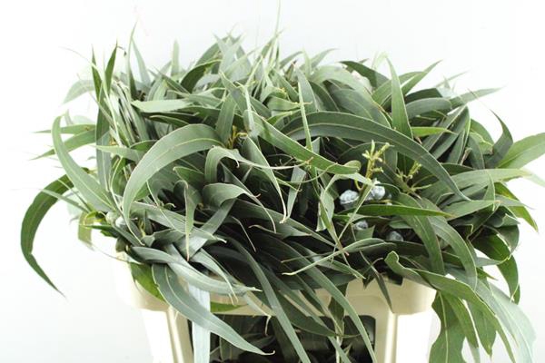 <h4>Deco Gr Eucalyptus Vruchten</h4>