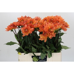 Dahlia Dr Phil