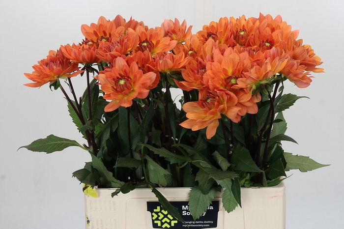 Dahlia Dr Phil