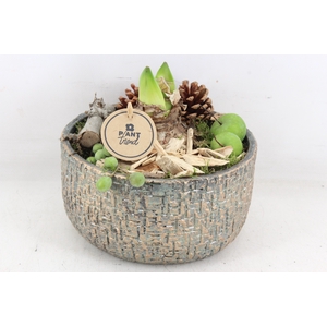 arr4 Amaryllis PL - Ker. schaal Maze x2