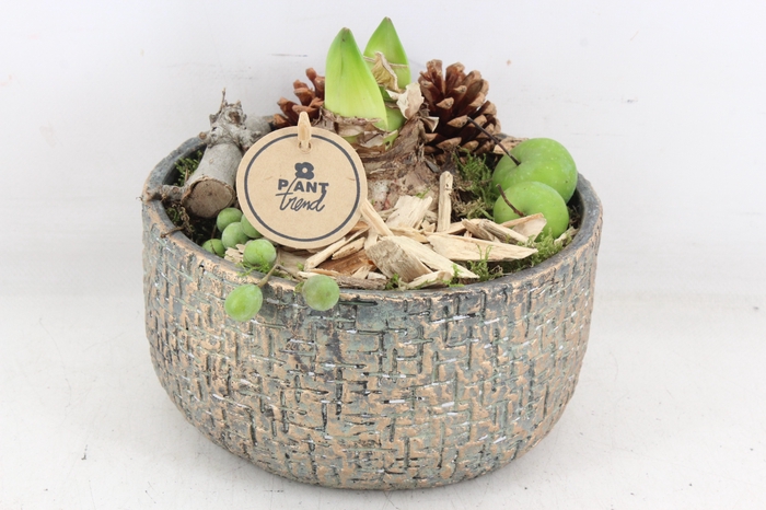 <h4>arr4 Amaryllis PL - Ker. schaal Maze x2</h4>