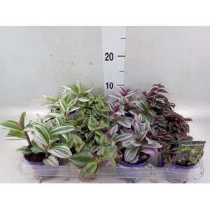 Tradescantia   ...mix