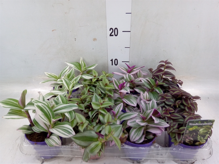 <h4>Tradescantia   ...mix</h4>