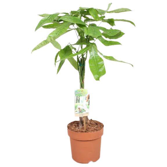 <h4>Pachira vlecht - 75-80 cm.</h4>