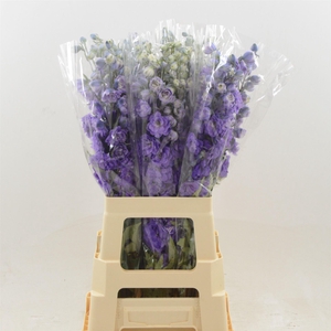 Delphinium DU 'Dev Purple Heart'