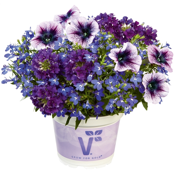 <h4>Checkies Caledonia Blue-DeepBlue-Purple</h4>